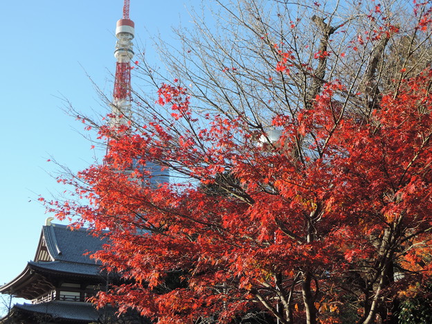 Photos: 増上寺の紅葉