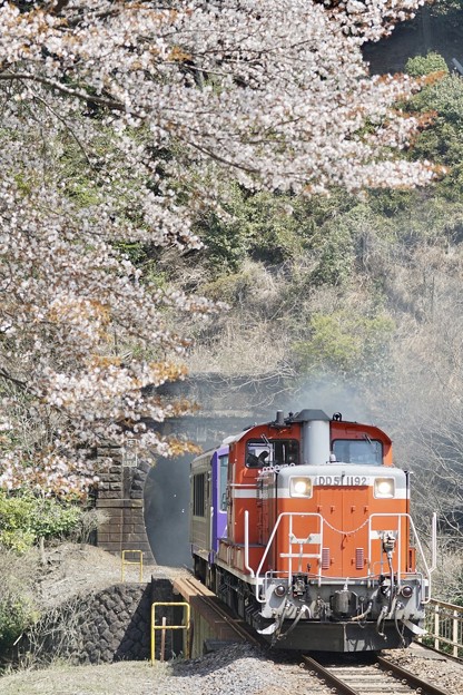 DD51、桜の里を行く。(関西本線:三重県)