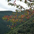 Photos: 櫻の紅葉