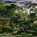 城北公園 ヒトツバタゴ 360度パノラマ写真(1) HDR