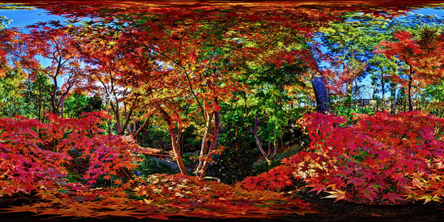 駿府城公園　紅葉山庭園 紅葉 360度パノラマ写真　HDR