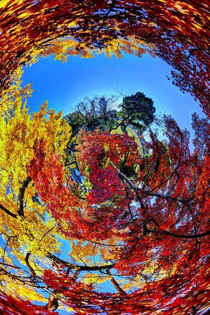 Photos: 駿府城公園　二葉葵の小径　紅葉　Little Planet(2)