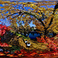 Photos: 駿府城公園　二葉葵の小径　紅葉 360度パノラマ写真(3)