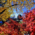 駿府城公園　二葉葵の小径　紅葉