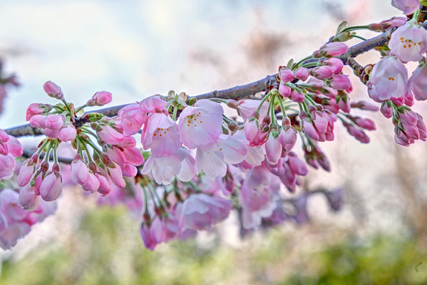 桜”ジンダイアケボノ”