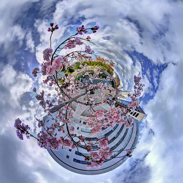 街中の桜、駿府城　三の丸堀 Little Planet