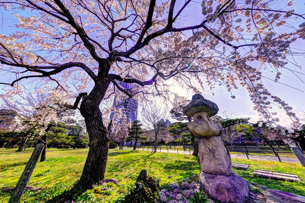 Photos: 駿府城公園　枝垂れ桜(1)