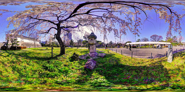 駿府城公園　枝垂れ桜　360度パノラマ写真