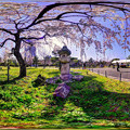 駿府城公園　枝垂れ桜　360度パノラマ写真