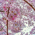 駿府城公園　桜”ジンダイアケボノ”(1)