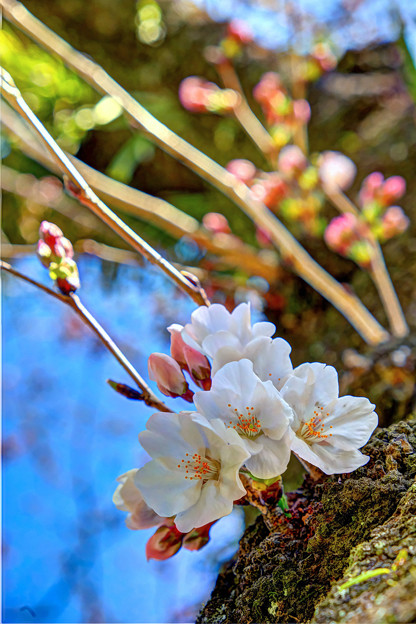 駿府城公園　胴吹きの桜(3)