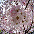 駿府城公園　桜”ジンダイアケボノ”(2)