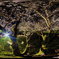 駿府城　桜 ライトアップ　360度パノラマ写真