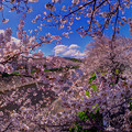 長尾川河畔 桜
