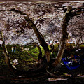 駿府城　夜桜(1)　360度パノラマ写真