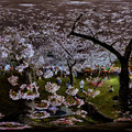 駿府城　夜桜(2)　360度パノラマ写真