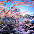 駿府城二ノ丸堀、桜 360度パノラマ写真(2)