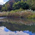 Photos: 梅田川遊水池のすすき