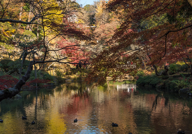 Photos: 紅葉の池