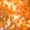 Photos: 秋色の光に包まれて