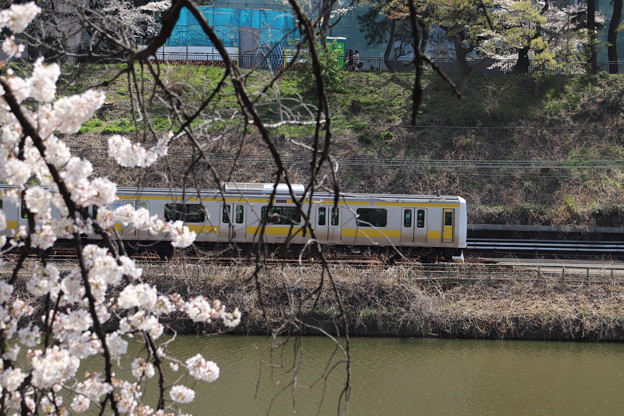 Photos: 桜とE231系500番台総武線　IMG_62527
