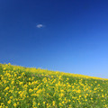 Saitama Hyper Yellow Spring
