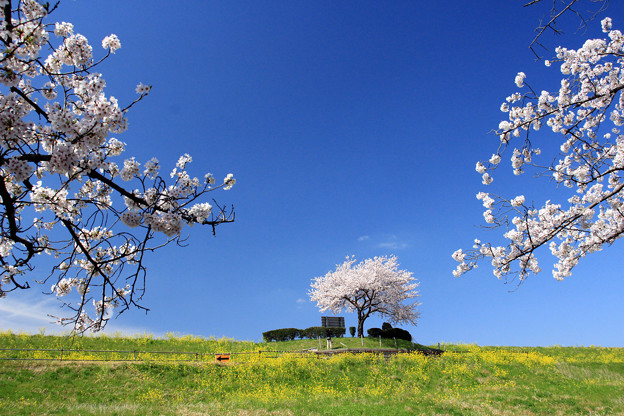 Photos: 一本桜