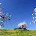 Photos: 一本桜