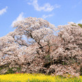 Photos: 孤高の山桜