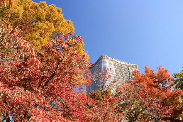 Hibiya Autumn
