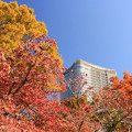 Photos: Hibiya Autumn