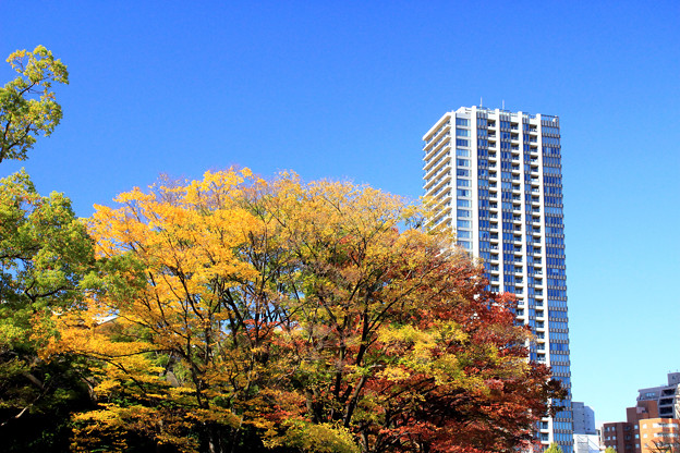 Ueno Autumn