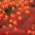 Red Hot Autumn