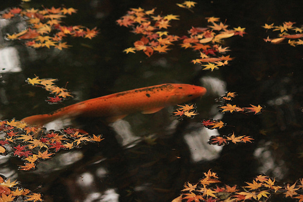 Photos: 錦の鯉