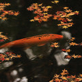 Photos: 錦の鯉