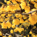 Early Spring Yellow