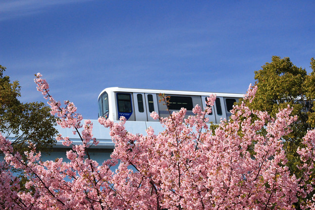 Spring Train