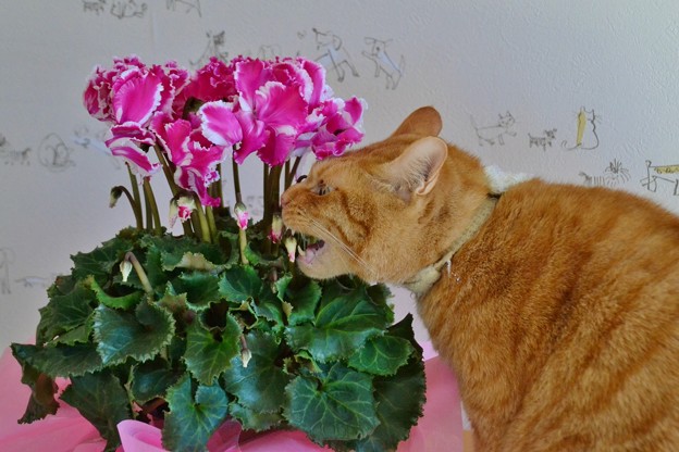 Photos: 花を喰らう猫