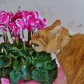 Photos: 花を喰らう猫