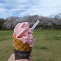Photos: 桜のソフトクリーム