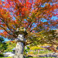 Photos: 秋に染まる石燈籠