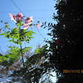 Photos: 山茶花の花は逆光で見えず