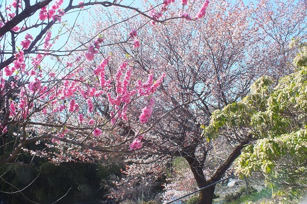 後ろには山桜が咲いていた