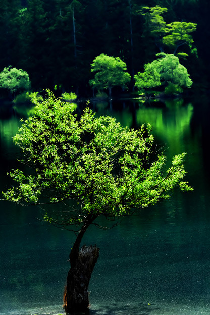 夏の湖畔の立ち木