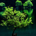 Photos: 夏の湖畔の立ち木