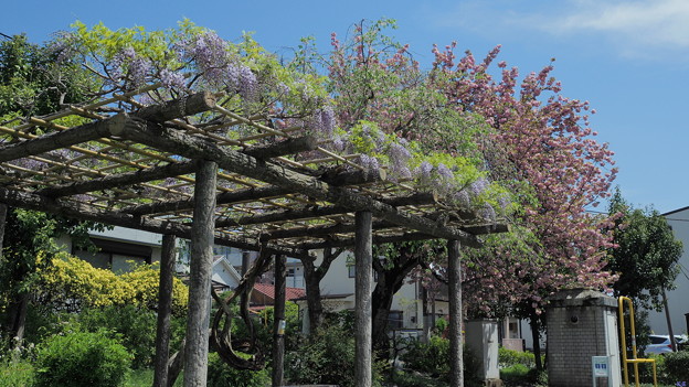 藤と八重桜のコラボ１