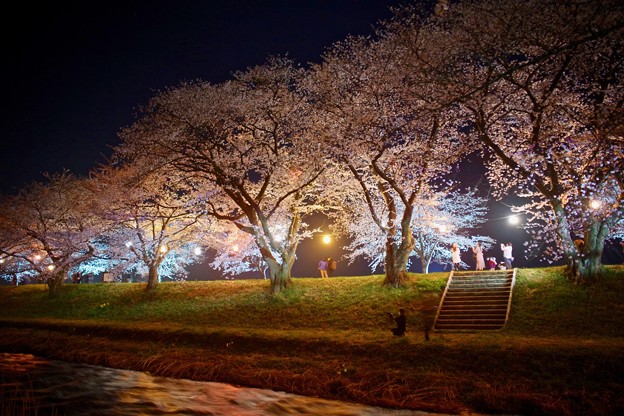 舟川べりの夜桜