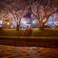 Photos: ライトアップ夜桜