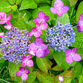 Photos: 紫陽花の花（３）