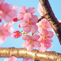 Photos: 河津桜（４）満開　青空に